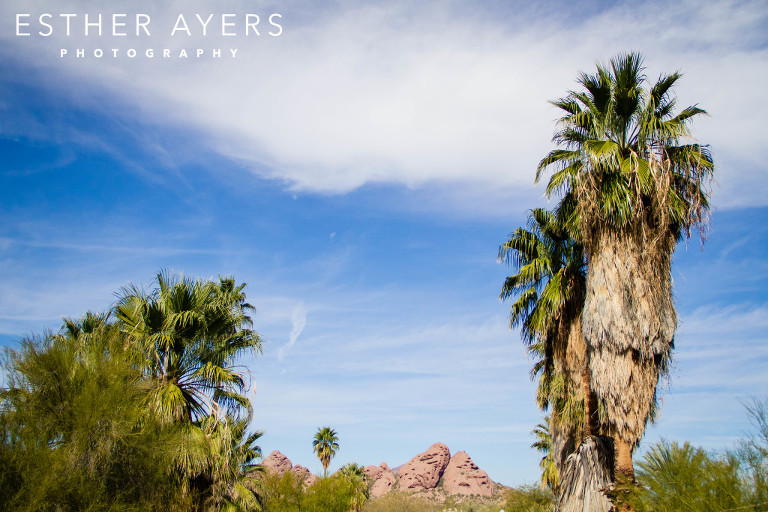 desert landscape with palm trees - atlanta photographer