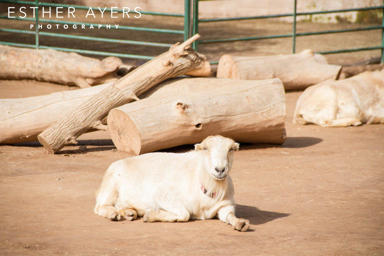 goat and farm animal - atlanta portrait photographer