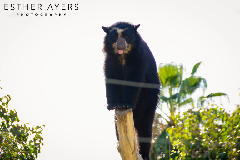 bear at zoo - outdoor photography