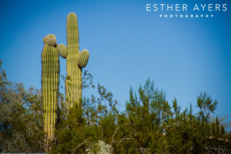 cacti plant in the desert - atlanta photographer