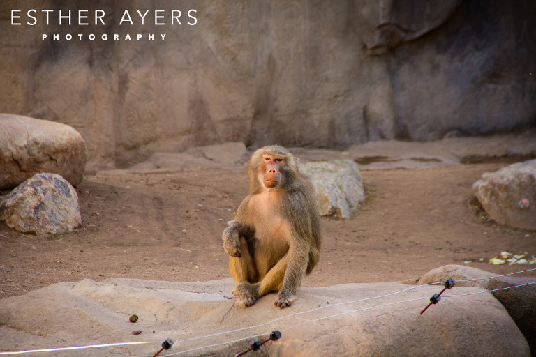monkey at an zoo - atlanta outdoor photographer