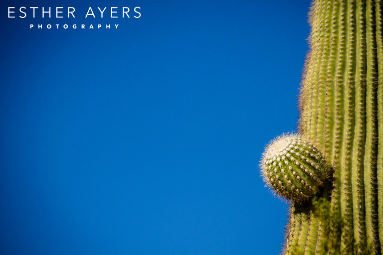 cactus landscape photograph - atlanta photographer