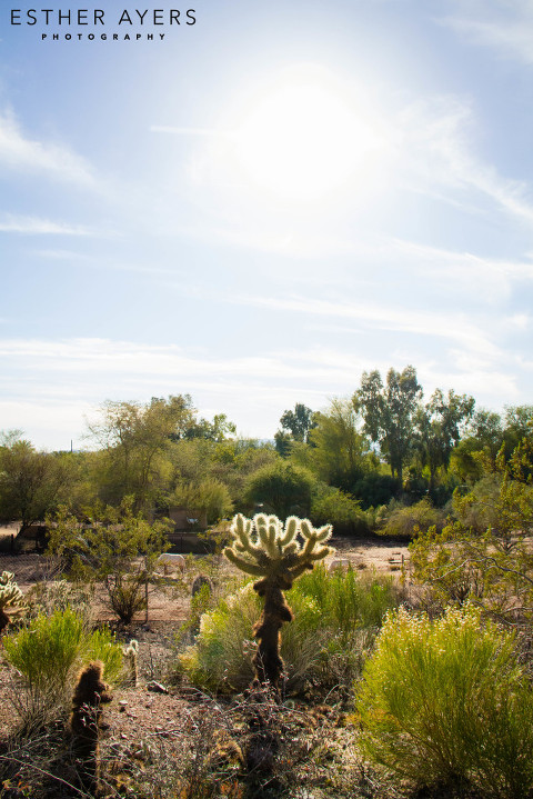 landscape with cacti