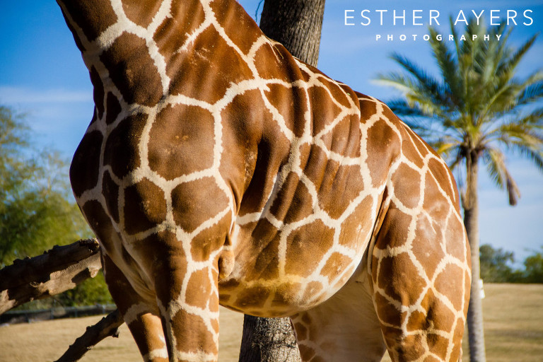 giraffe at zoo - animal photography