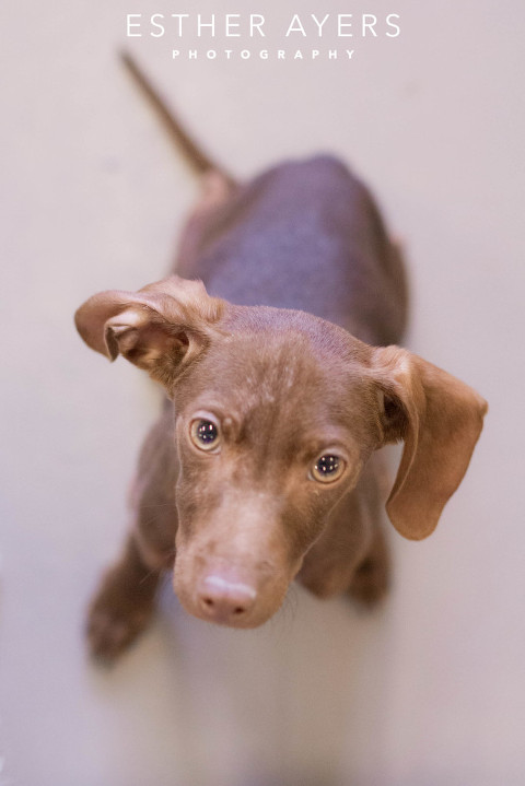 atlanta pet photography