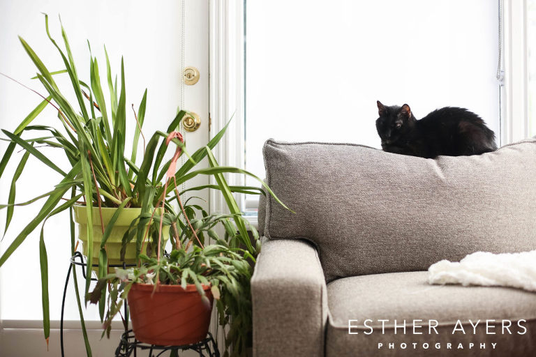 cat during newborn session - esther ayers photography