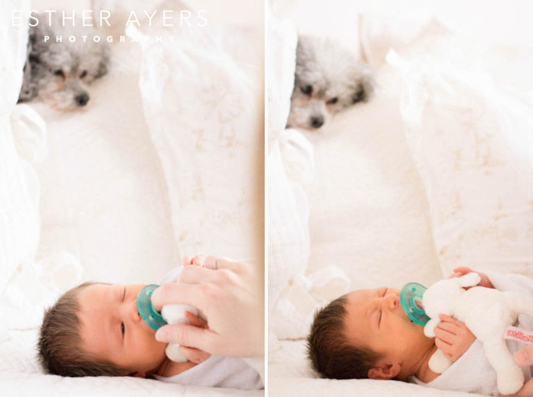 Newborn baby girl wrapped in blanked on bed with dog looking on